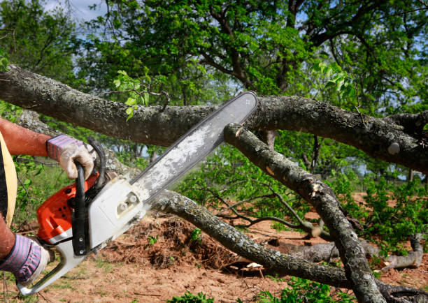 Best Tree Clearing Services  in Grove City, FL